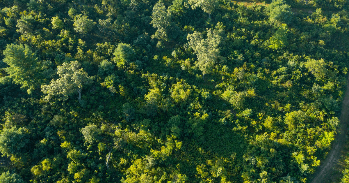 Featured Image for Three Reasons to Implement Timber Stand Improvement on Your Property